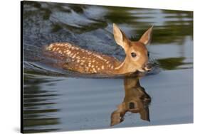 USA, Minnesota, Sandstone. White-tailed deer fawn swimming.-Wendy Kaveney-Stretched Canvas