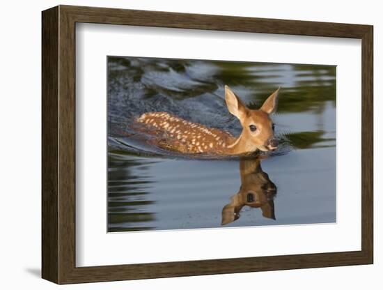 USA, Minnesota, Sandstone. White-tailed deer fawn swimming.-Wendy Kaveney-Framed Photographic Print