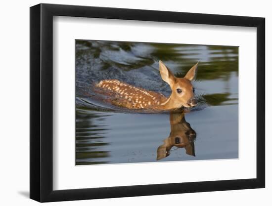 USA, Minnesota, Sandstone. White-tailed deer fawn swimming.-Wendy Kaveney-Framed Photographic Print