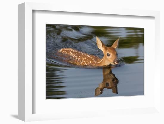 USA, Minnesota, Sandstone. White-tailed deer fawn swimming.-Wendy Kaveney-Framed Photographic Print