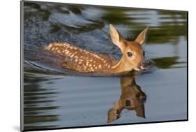 USA, Minnesota, Sandstone. White-tailed deer fawn swimming.-Wendy Kaveney-Mounted Photographic Print