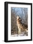 Usa, Minnesota, Sandstone, wolf howling-Hollice Looney-Framed Photographic Print