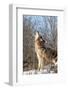 Usa, Minnesota, Sandstone, wolf howling-Hollice Looney-Framed Photographic Print