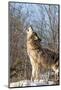 Usa, Minnesota, Sandstone, wolf howling-Hollice Looney-Mounted Photographic Print