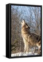 Usa, Minnesota, Sandstone, wolf howling-Hollice Looney-Framed Stretched Canvas