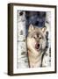 USA, Minnesota, Sandstone, Wolf in Birch Trees-Hollice Looney-Framed Photographic Print