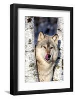 USA, Minnesota, Sandstone, Wolf in Birch Trees-Hollice Looney-Framed Photographic Print