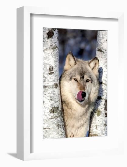 USA, Minnesota, Sandstone, Wolf in Birch Trees-Hollice Looney-Framed Photographic Print