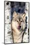 USA, Minnesota, Sandstone, Wolf in Birch Trees-Hollice Looney-Mounted Photographic Print