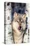 USA, Minnesota, Sandstone, Wolf in Birch Trees-Hollice Looney-Stretched Canvas