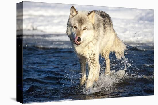 USA, Minnesota, Sandstone. Wolf Running in the water-Hollice Looney-Stretched Canvas