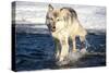 USA, Minnesota, Sandstone. Wolf Running in the water-Hollice Looney-Stretched Canvas