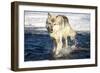 USA, Minnesota, Sandstone. Wolf Running in the water-Hollice Looney-Framed Photographic Print