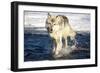 USA, Minnesota, Sandstone. Wolf Running in the water-Hollice Looney-Framed Photographic Print