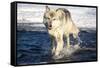 USA, Minnesota, Sandstone. Wolf Running in the water-Hollice Looney-Framed Stretched Canvas