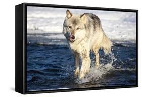 USA, Minnesota, Sandstone. Wolf Running in the water-Hollice Looney-Framed Stretched Canvas