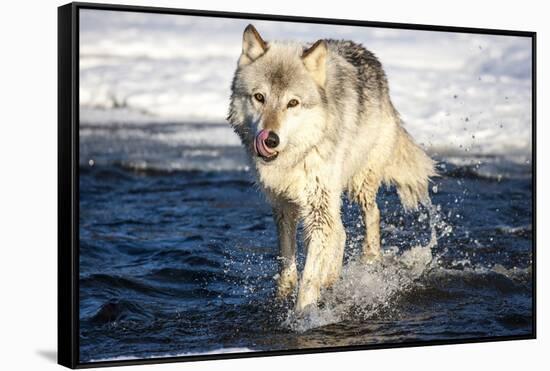 USA, Minnesota, Sandstone. Wolf Running in the water-Hollice Looney-Framed Stretched Canvas