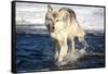 USA, Minnesota, Sandstone. Wolf Running in the water-Hollice Looney-Framed Stretched Canvas