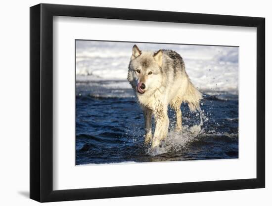 USA, Minnesota, Sandstone. Wolf Running in the water-Hollice Looney-Framed Premium Photographic Print