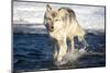 USA, Minnesota, Sandstone. Wolf Running in the water-Hollice Looney-Mounted Premium Photographic Print