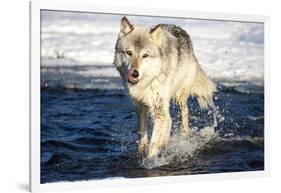 USA, Minnesota, Sandstone. Wolf Running in the water-Hollice Looney-Framed Photographic Print