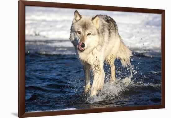 USA, Minnesota, Sandstone. Wolf Running in the water-Hollice Looney-Framed Photographic Print