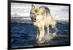 USA, Minnesota, Sandstone. Wolf Running in the water-Hollice Looney-Framed Photographic Print