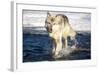 USA, Minnesota, Sandstone. Wolf Running in the water-Hollice Looney-Framed Photographic Print