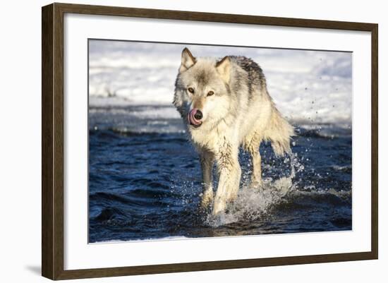 USA, Minnesota, Sandstone. Wolf Running in the water-Hollice Looney-Framed Photographic Print