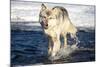 USA, Minnesota, Sandstone. Wolf Running in the water-Hollice Looney-Mounted Photographic Print