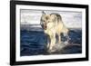 USA, Minnesota, Sandstone. Wolf Running in the water-Hollice Looney-Framed Photographic Print