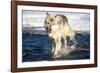 USA, Minnesota, Sandstone. Wolf Running in the water-Hollice Looney-Framed Photographic Print