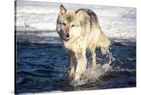 USA, Minnesota, Sandstone. Wolf Running in the water-Hollice Looney-Stretched Canvas