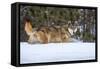 USA, Minnesota, Sandstone. Wolf walking in snow-Hollice Looney-Framed Stretched Canvas