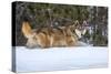 USA, Minnesota, Sandstone. Wolf walking in snow-Hollice Looney-Stretched Canvas