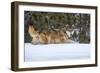 USA, Minnesota, Sandstone. Wolf walking in snow-Hollice Looney-Framed Photographic Print