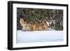 USA, Minnesota, Sandstone. Wolf walking in snow-Hollice Looney-Framed Photographic Print