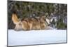 USA, Minnesota, Sandstone. Wolf walking in snow-Hollice Looney-Mounted Photographic Print