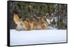 USA, Minnesota, Sandstone. Wolf walking in snow-Hollice Looney-Framed Stretched Canvas