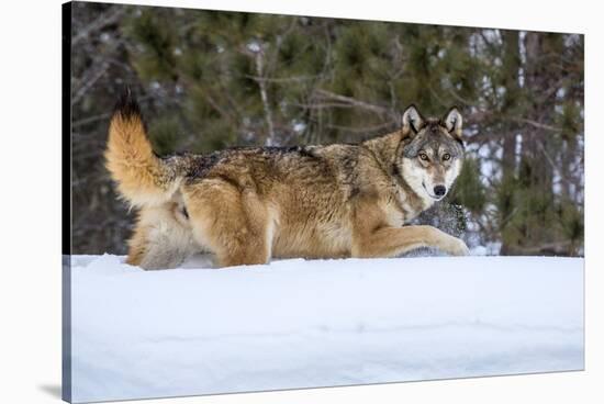 USA, Minnesota, Sandstone. Wolf walking in snow-Hollice Looney-Stretched Canvas