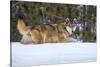 USA, Minnesota, Sandstone. Wolf walking in snow-Hollice Looney-Stretched Canvas