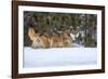 USA, Minnesota, Sandstone. Wolf walking in snow-Hollice Looney-Framed Photographic Print