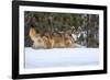 USA, Minnesota, Sandstone. Wolf walking in snow-Hollice Looney-Framed Photographic Print