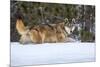 USA, Minnesota, Sandstone. Wolf walking in snow-Hollice Looney-Mounted Premium Photographic Print