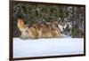 USA, Minnesota, Sandstone. Wolf walking in snow-Hollice Looney-Framed Photographic Print