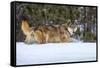 USA, Minnesota, Sandstone. Wolf walking in snow-Hollice Looney-Framed Stretched Canvas