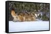 USA, Minnesota, Sandstone. Wolf walking in snow-Hollice Looney-Framed Stretched Canvas