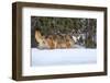 USA, Minnesota, Sandstone. Wolf walking in snow-Hollice Looney-Framed Photographic Print