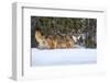 USA, Minnesota, Sandstone. Wolf walking in snow-Hollice Looney-Framed Photographic Print