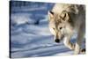 USA, Minnesota, Sandstone. Wolf walking in the snow-Hollice Looney-Stretched Canvas